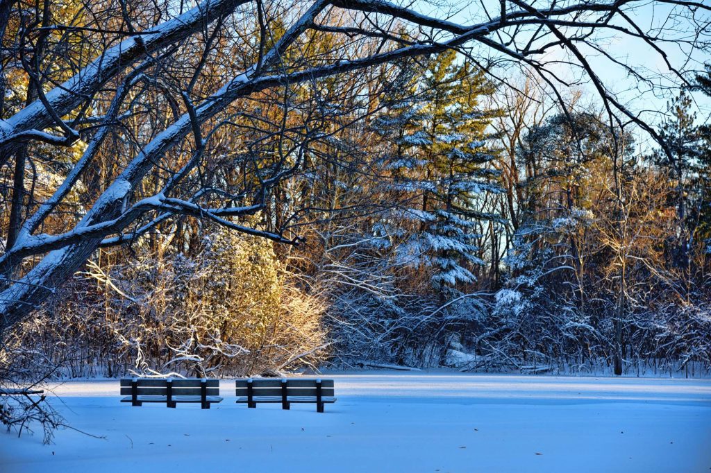 Snowy Benches