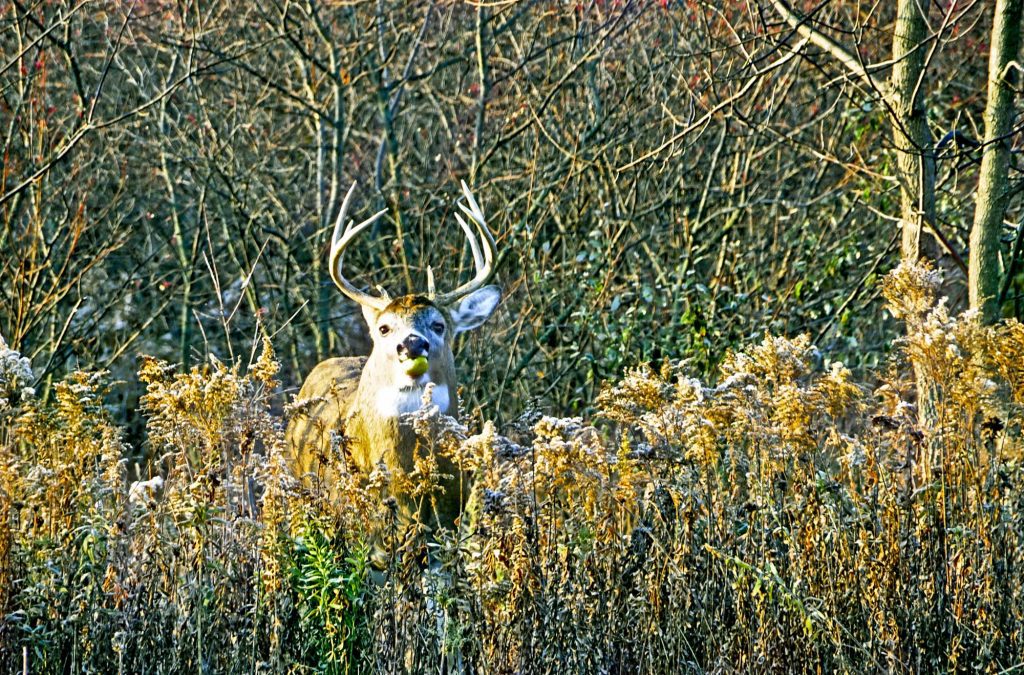 Buck in Brush
